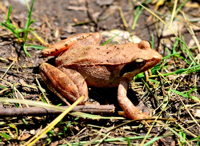 Rana dalmatina o di Lataste? di Lataste